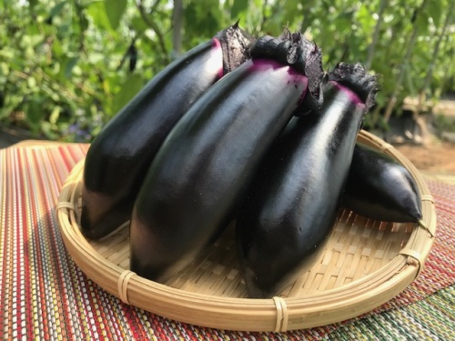 農産物紹介 JAグループ岡山 笑味（えみ）ちゃん天気予報 | RSK山陽放送