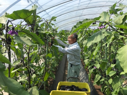 農産物紹介 JAグループ岡山 笑味（えみ）ちゃん天気予報 | RSK山陽放送