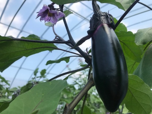 農産物紹介 JAグループ岡山 笑味（えみ）ちゃん天気予報 | RSK山陽放送