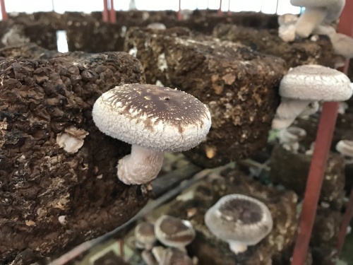 農産物紹介 JAグループ岡山 笑味（えみ）ちゃん天気予報 | RSK山陽放送