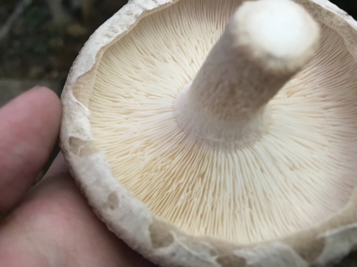 農産物紹介 Jaグループ岡山 笑味 えみ ちゃん天気予報 Rsk山陽放送 農産物紹介 Jaグループ岡山 笑味 えみ ちゃん天気予報 Rsk山陽放送