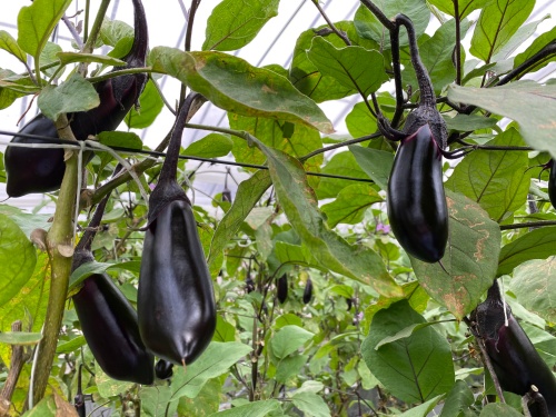 農産物紹介 JAグループ岡山 笑味（えみ）ちゃん天気予報 | RSK山陽放送