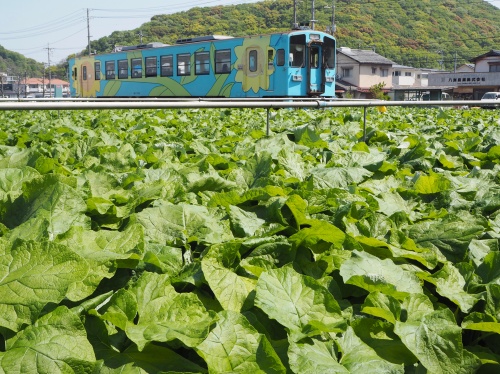 畑のすぐ側を通る電車