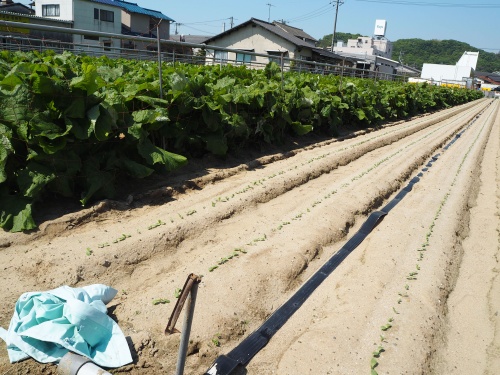 手前側がこの春に種をまいた畑、奥側が昨年の秋に種をまいて今が収穫時の畑