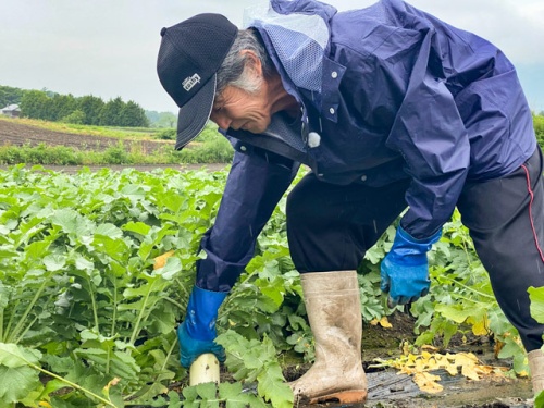 ひるぜん大根を収穫