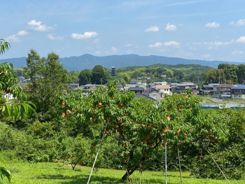 板敷さんのモモ畑 五重塔が見える