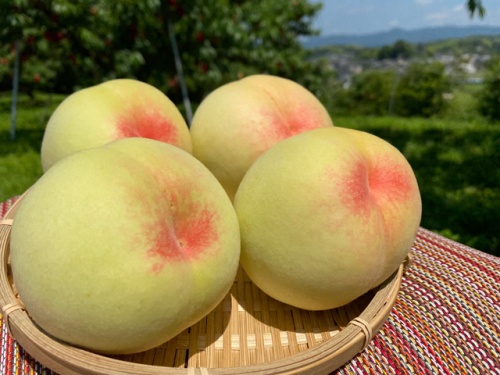 収穫された加納岩白桃