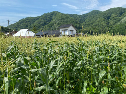 トウモロコシ畑