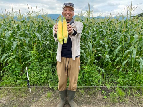 入澤さんトウモロコシ黄色のトウモロコシ持っている写真