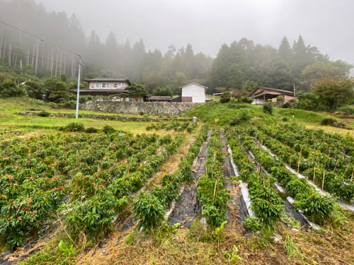 高梁市成羽町吹屋ふるさと村の近くの山の中
