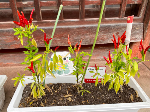 プランターに植えられているトウガラシ