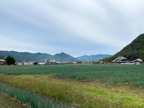 岡山県和気町の白ネギを紹介