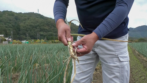 白ネギの白い部分