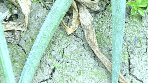 ネギを植えている写真