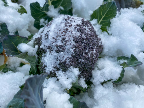 雪に覆われているブロッコリー
