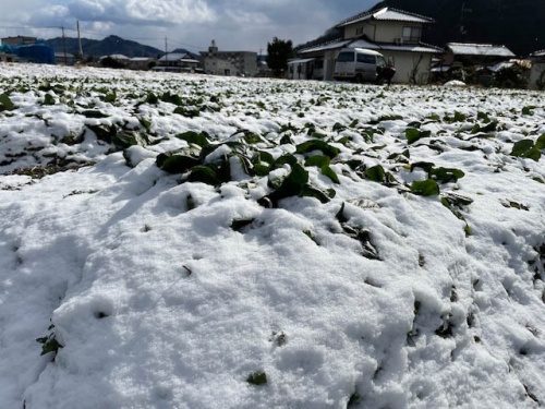 ホウレンソウ畑の雪景色
