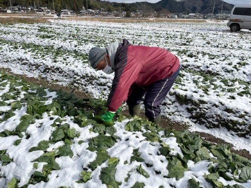 畑仕事をする大塚さん