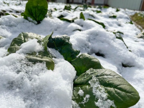 雪に埋もれたホウレンソウの葉