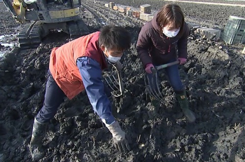 レンコンの収穫に挑戦する古米アナ
