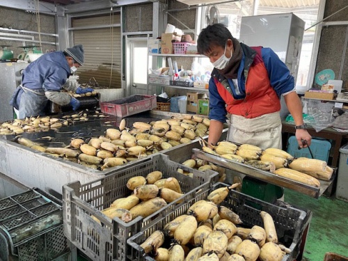 出荷待ちのレンコン