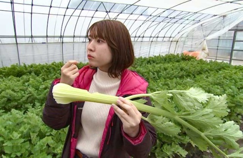 セロリを試食する古米アナ