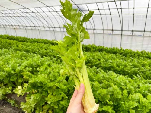 セロリの芯