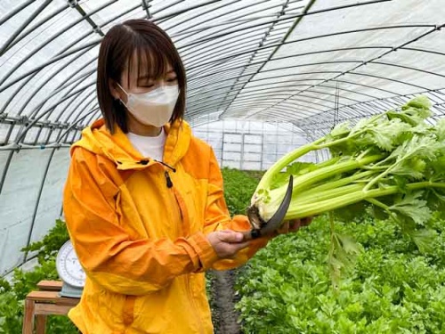 セロリを収穫する高越さん