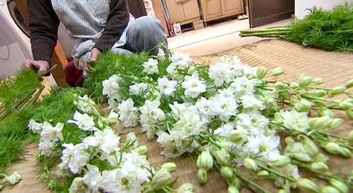ラークスパー出荷の準備の様子