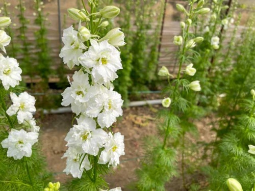 たくさんの花をつけるラークスパ—