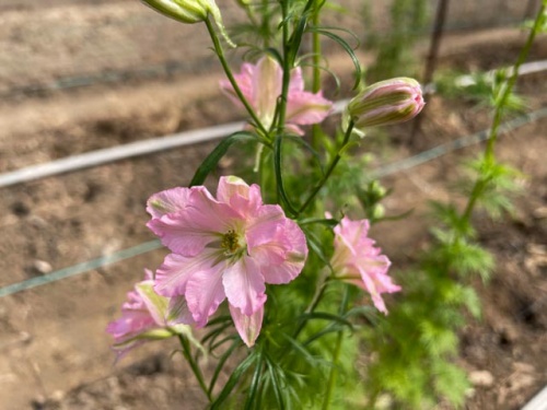 桃色の花をつけるラークスパ—