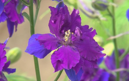 青と紫の珍しい色合いの花