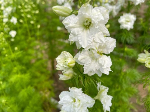 白いラークスパーの花
