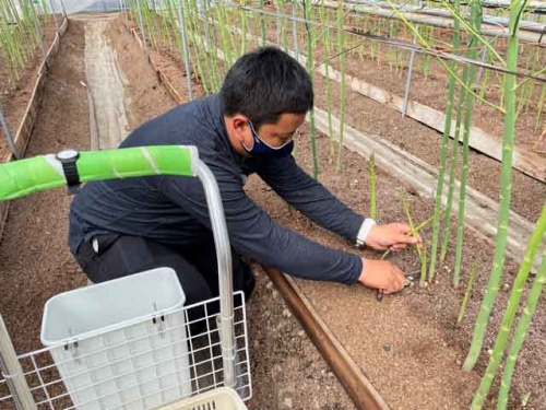 アスパラガスを収穫する橋本さん