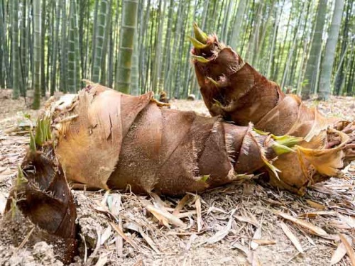 大きな大きなタケノコ