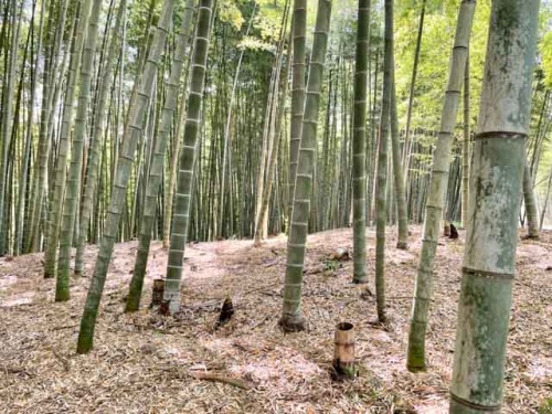蛭田さんの竹林