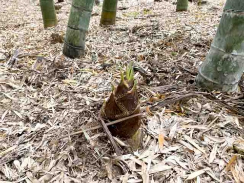 立派なタケノコ!