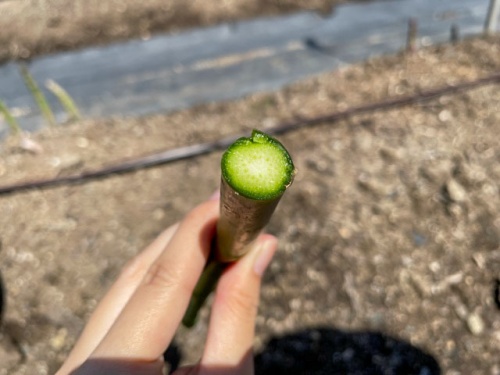 アスパラガスの綺麗な断面