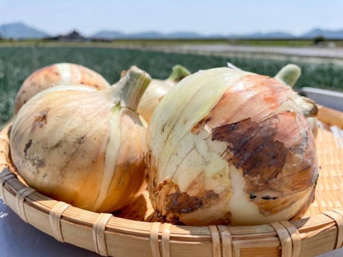 農産物紹介 JAグループ岡山 笑味(えみ)ちゃん天気予報 | RSK山陽放送
