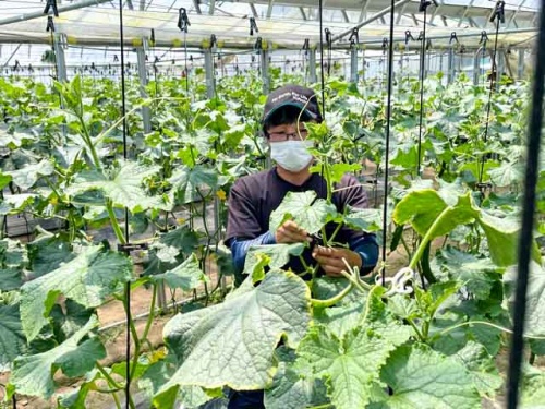キュウリの手入れをする河端さん