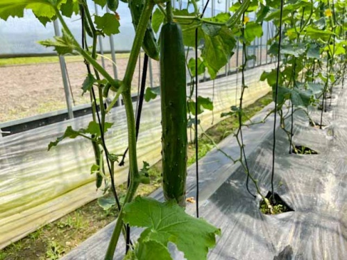 真っ直ぐなキュウリ
