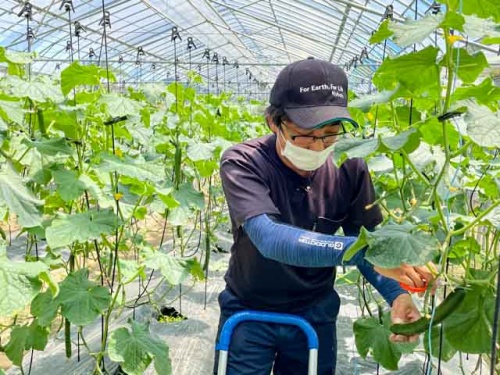 キュウリを収穫する河端さん