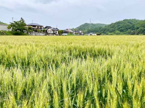 広々とした小麦畑