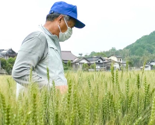 小麦畑を見回る井上好雄さん