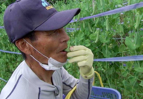 小坂さんが生で食します