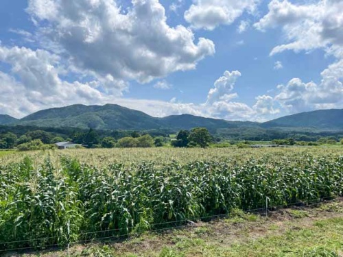 蒜山地区