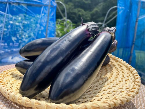 真庭市南部ではナスの収穫が最盛期