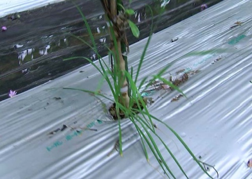 ナスの株元にはニラ