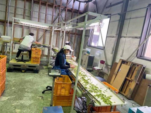 出荷作業中!