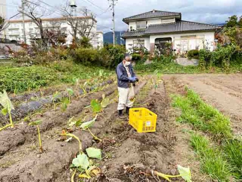 終盤を迎えたサトイモ収穫