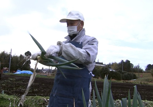 白ネギの世話をする岸本さん
